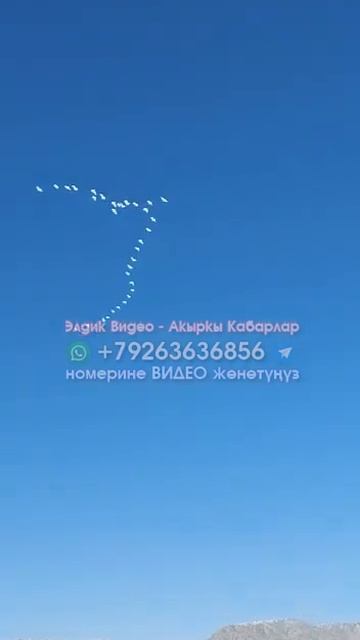 #Лейлектин ИЛЕК-ИЛЕК куштары УЧУП баратат // Кара-Булак айылы #ЭлдикВидеоКабар смотреть онлайн
