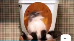 кошка срёт.