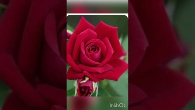 Естественность природы помогает в творчестве цветов