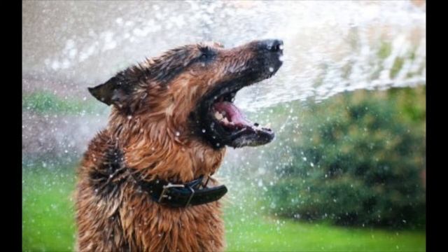 Fractal Modern 1 6L6 MK600 Active смотреть онлайн