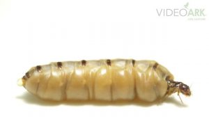 A formosan subterranean termite queen (Coptotermes formosanus) at ACCB Cambodia.