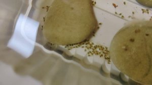 наблюдаем за изъятой икрой акары бирюзовой день 4