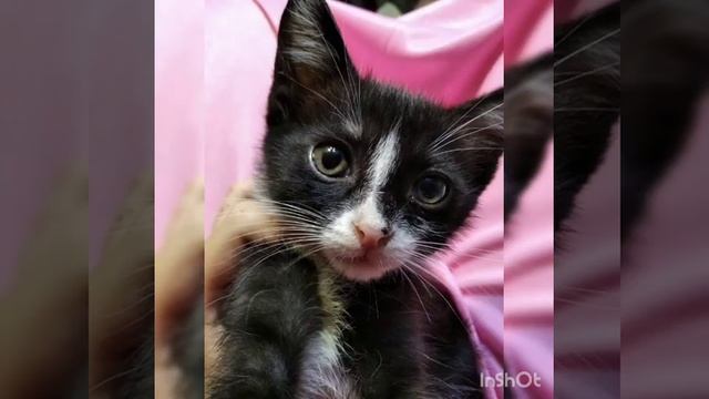 🐶мое первое видео/ мои животное (но не все)🌸 эдит смотреть онлайн