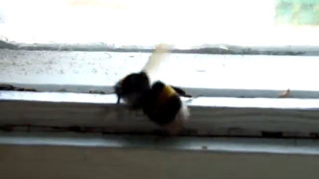 Шмель 2 смотреть онлайн