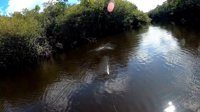 Explosão de Tucunaré na Hélice nunca vi isso! Inacreditável Rio Itapara смотреть онлайн