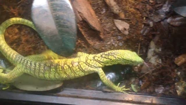 Green Tree Monitor смотреть онлайн