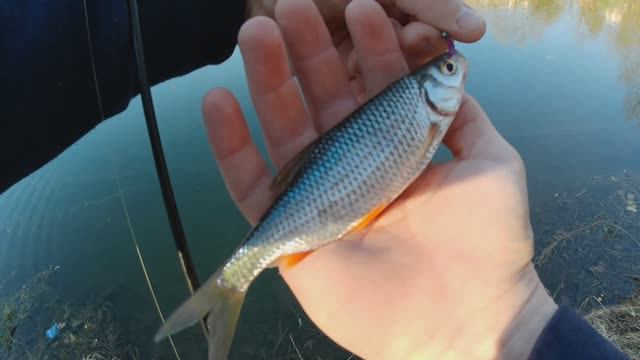 за плотвой с ультралайтом. мормышинг