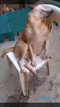 После сытного обеда нужно сладко кемарнуть😋😴😂 ( видео про собак )