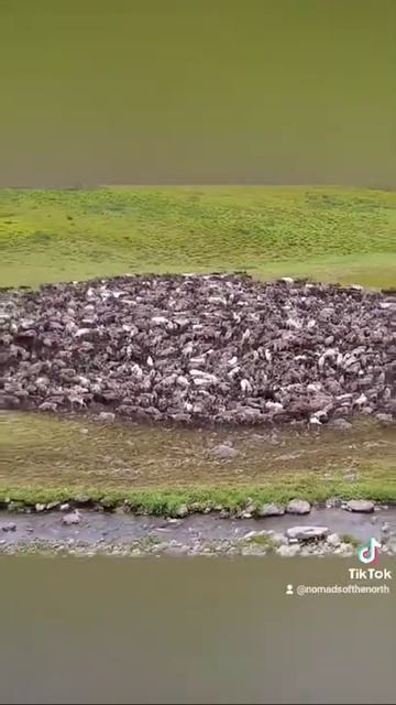 Стадо северных оленей отдыхает смотреть онлайн