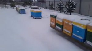 Зимовка пчел 1 января
