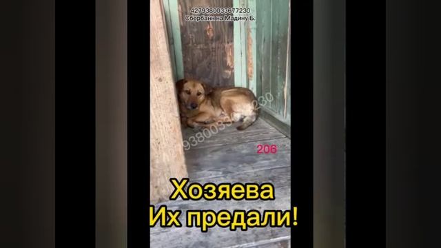Они в расписании умирать...ПОМОГИТЕ СПАСТИ! СОС СБОР НА Вывоз!  #всемпособаке#собакавдом