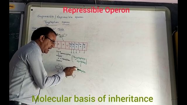 Tryptophan Operon Molecular basis of inheritance (Part-19)#mlsoni