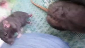 крысы играют