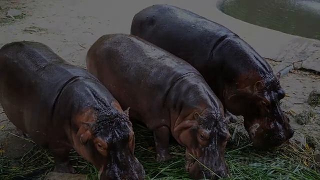 Тимсохлар нима учун БЕГЕМОТлардан куркади смотреть онлайн