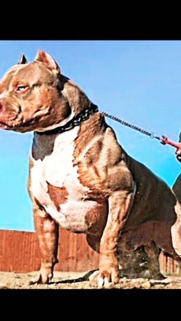 я очень боюсь чихуахуа бригада в коменте смотреть онлайн