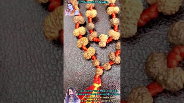 Lord SHIVA "Deva Mani" 14 mukhi Indonesia rudraksha mala 54+1 beads.