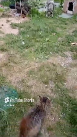 Бесстрашный Кот и 2 Собаки!