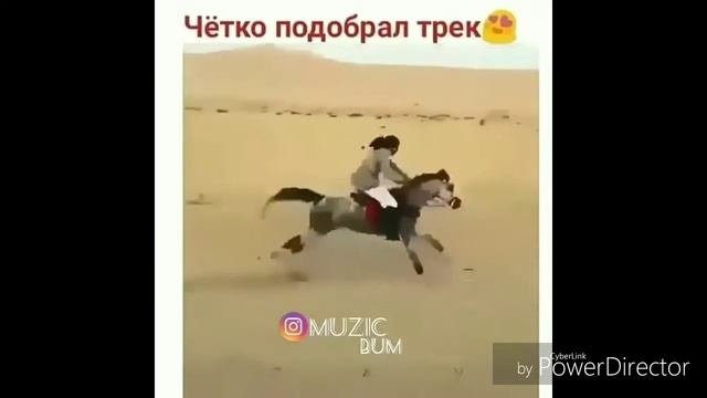 Арабский лошадь