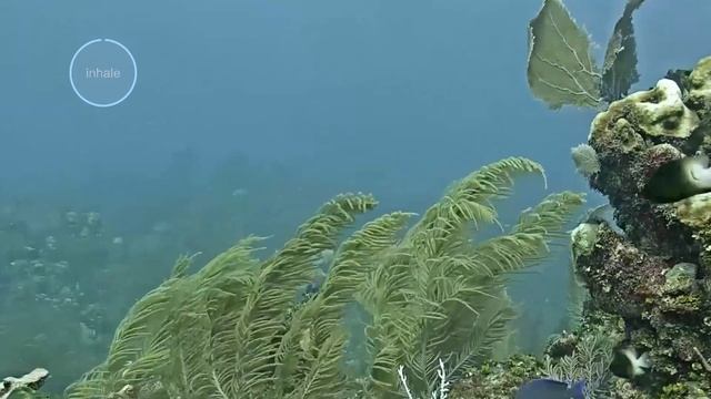 Grand Cayman Underwater Meditation with Ambient Music. смотреть онлайн