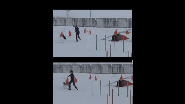 Аджилити 1й день Голд и Жужа смотреть онлайн