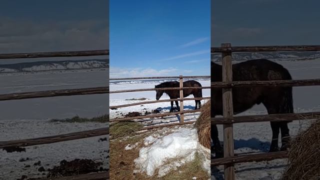 Один из основных путей заражения лошадей паразитами. смотреть онлайн