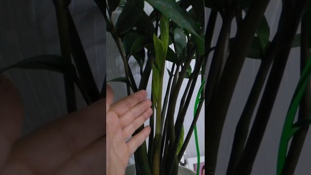 Мои красавцы Цветочки 😍😍😍