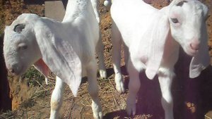 Детский сад с козлятами