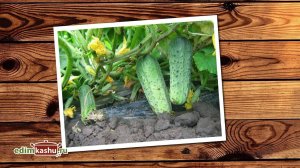 СЕМЕНА ОГУРЦОВ как собрать.  Как заготовить СЕМЕНА ОГУРЦОВ в домашних условиях правильно