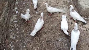 голуби, шейки все голубки (самки) возраст от 3 до 6 месяцев..