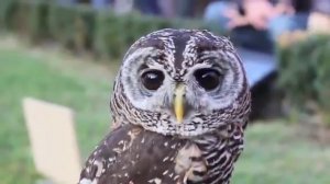 я по дорогое иду к моему другу разбойнику))..У меня на душе стало веселее))