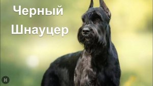 Чёрный шнауцер. Собака, порода . Dog Schnauzer
