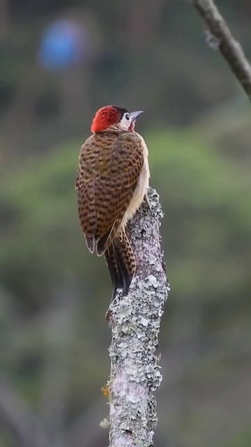 ПЕНИЕ ПТИЦ и КРАСИВАЯ МУЗЫКА #ДЛЯСНА смотреть онлайн