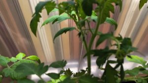 Томаты на Балконе - 57-ой День - Все условия для выращивания. Помидорная Демагогия.