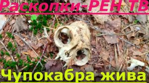 Нашел в Лесу Кости и Черепа Чупакабры#шокирующиеновости