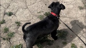 И что вытворяет эта девочка? Только посмотрите на эту Марту !. Собака цвергшнауцер .