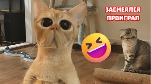 Я РЖАЛ ДО СЛЕЗ 🤣 ПОДБОРКА СМЕШНЫХ ВИДЕО, ЛУЧШИЕ ПРИКОЛЫ #2