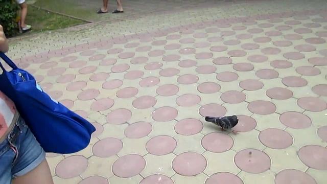 Феодосийские голуби смотреть онлайн