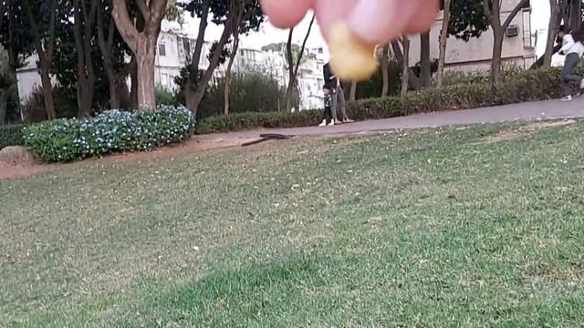 -Гуси,Гуси,га-га-га,есть хотите? -Конечно. смотреть онлайн