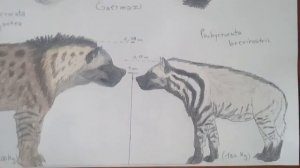 Dinocrocuta gigantea