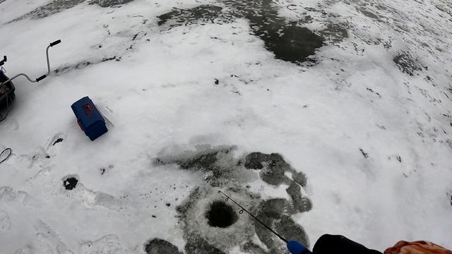 СУДАК !!! А хвости втікають на велику воду! Морівськ! Десна! Чернігівщина! смотреть онлайн