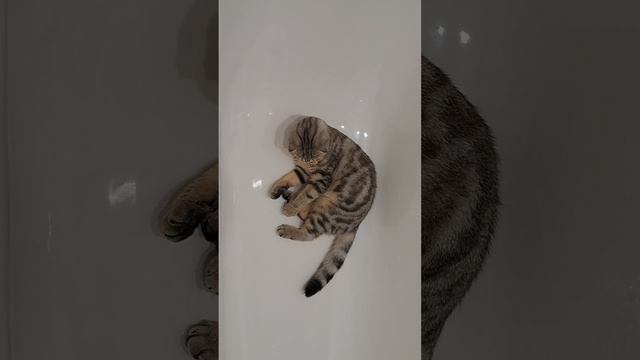 Котики#не нахожу места себе)#вислоухие#шотландцы#вислоухие шотландцы#кошка в ванной