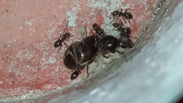 #ants #муравьи проблемы с переувлажнением мураши не лезут в норки. смотреть онлайн