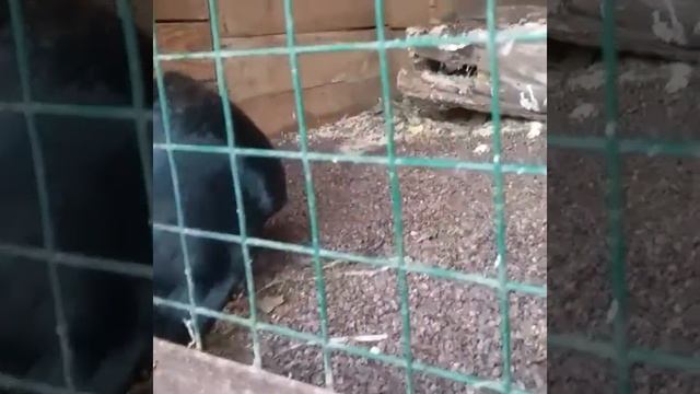 Домашний ворон Карл смотреть онлайн