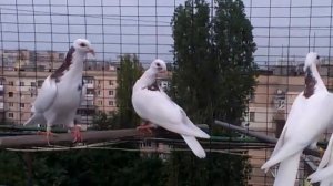 одесские высоколётные турманы,гривуны.