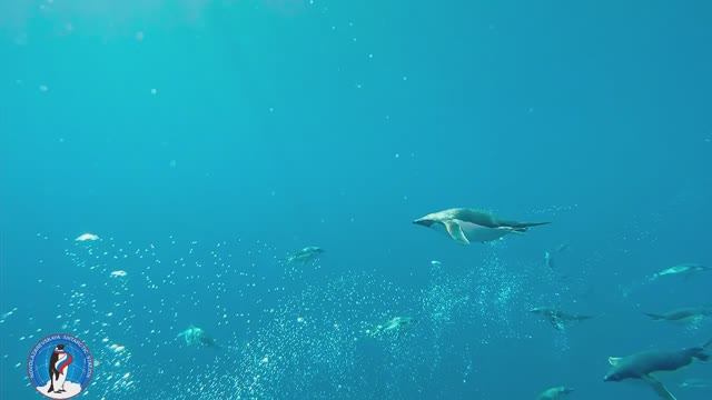 Пингвины Адели смотреть онлайн