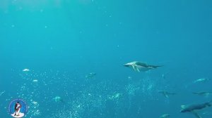 Пингвины Адели