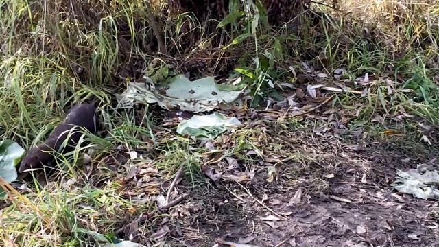 Хорёк смотреть онлайн