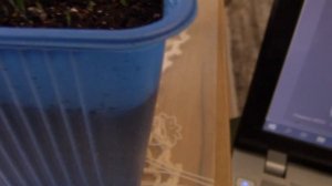 Выращиваем меконопсисы из семян. Вырастить сложно ,но можно!!!