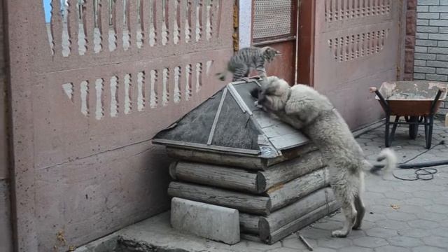 собака VS кошки смотреть онлайн