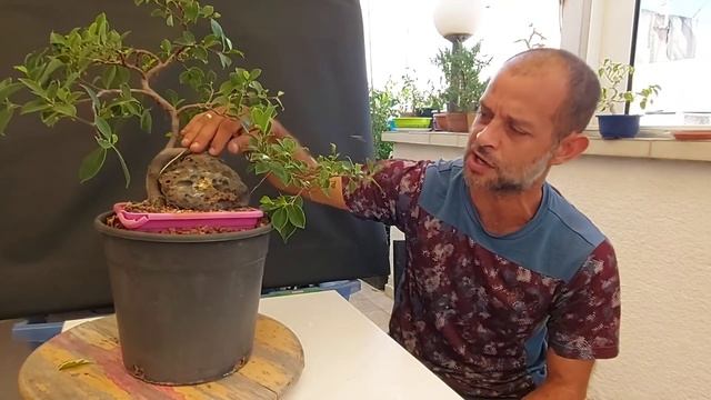 Growing Ficus bonsai in hot weather in the Middle East//Middle East Bonsai смотреть онлайн